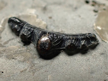 Load image into Gallery viewer, Jurassic hybodont shark's tooth from Lyme Regis (17mm)
