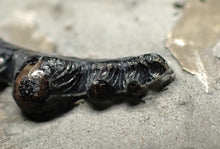 Load image into Gallery viewer, Jurassic hybodont shark's tooth from Lyme Regis (17mm)
