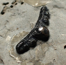 Load image into Gallery viewer, Jurassic hybodont shark's tooth from Lyme Regis (17mm)
