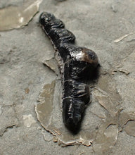 Load image into Gallery viewer, Jurassic hybodont shark's tooth from Lyme Regis (17mm)
