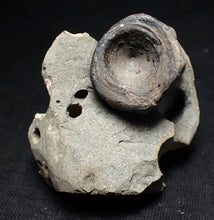 Load image into Gallery viewer, Jurassic ichthyosaur bone (vertebra) in shale from Lyme Regis
