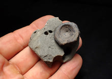 Load image into Gallery viewer, Jurassic ichthyosaur bone (vertebra) in shale from Lyme Regis

