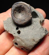 Load image into Gallery viewer, Jurassic ichthyosaur bone (vertebra) in shale from Lyme Regis

