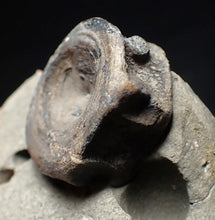 Load image into Gallery viewer, Jurassic ichthyosaur bone (vertebra) in shale from Lyme Regis
