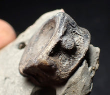 Load image into Gallery viewer, Jurassic ichthyosaur bone (vertebra) in shale from Lyme Regis
