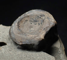 Load image into Gallery viewer, Jurassic ichthyosaur bone (vertebra) in shale from Lyme Regis
