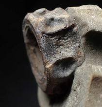 Load image into Gallery viewer, Jurassic ichthyosaur bone (vertebra) in shale from Lyme Regis
