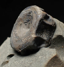 Load image into Gallery viewer, Jurassic ichthyosaur bone (vertebra) in shale from Lyme Regis
