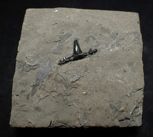 Load image into Gallery viewer, Jurassic hybodont shark's tooth from Lyme Regis (15mm)
