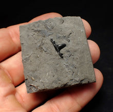 Load image into Gallery viewer, Jurassic hybodont shark's tooth from Lyme Regis (15mm)
