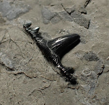 Load image into Gallery viewer, Jurassic hybodont shark's tooth from Lyme Regis (15mm)
