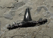 Load image into Gallery viewer, Jurassic hybodont shark's tooth from Lyme Regis (15mm)
