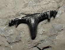Load image into Gallery viewer, Jurassic hybodont shark's tooth from Lyme Regis (15mm)
