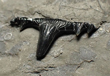 Load image into Gallery viewer, Jurassic hybodont shark's tooth from Lyme Regis (15mm)
