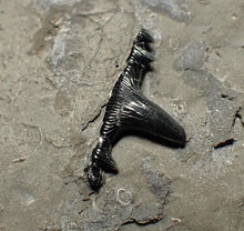 Load image into Gallery viewer, Jurassic hybodont shark's tooth from Lyme Regis (15mm)
