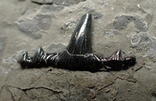 Load image into Gallery viewer, Jurassic hybodont shark's tooth from Lyme Regis (15mm)
