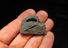 Load image into Gallery viewer, Jurassic hybodont shark's tooth from Lyme Regis (15mm)
