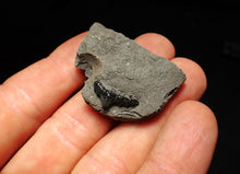 Load image into Gallery viewer, Jurassic hybodont shark's tooth from Lyme Regis (15mm)
