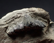 Load image into Gallery viewer, Jurassic hybodont shark's tooth from Lyme Regis (15mm)

