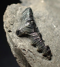 Load image into Gallery viewer, Jurassic hybodont shark's tooth from Lyme Regis (15mm)
