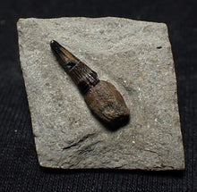 Load image into Gallery viewer, Jurassic ichthyosaur tooth from Lyme Regis (15mm)
