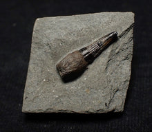 Load image into Gallery viewer, Jurassic ichthyosaur tooth from Lyme Regis (15mm)
