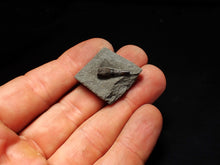 Load image into Gallery viewer, Jurassic ichthyosaur tooth from Lyme Regis (15mm)

