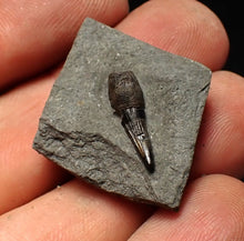 Load image into Gallery viewer, Jurassic ichthyosaur tooth from Lyme Regis (15mm)
