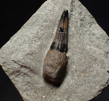 Load image into Gallery viewer, Jurassic ichthyosaur tooth from Lyme Regis (15mm)
