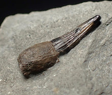 Load image into Gallery viewer, Jurassic ichthyosaur tooth from Lyme Regis (15mm)
