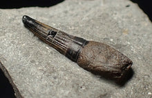 Load image into Gallery viewer, Jurassic ichthyosaur tooth from Lyme Regis (15mm)
