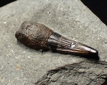 Load image into Gallery viewer, Jurassic ichthyosaur tooth from Lyme Regis (15mm)
