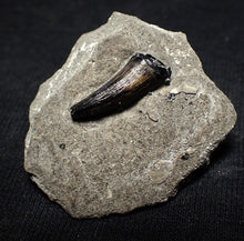 Load image into Gallery viewer, Jurassic ichthyosaur tooth from Lyme Regis (16mm)
