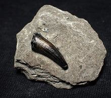 Load image into Gallery viewer, Jurassic ichthyosaur tooth from Lyme Regis (16mm)
