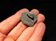 Load image into Gallery viewer, Jurassic ichthyosaur tooth from Lyme Regis (16mm)
