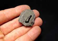 Load image into Gallery viewer, Jurassic ichthyosaur tooth from Lyme Regis (16mm)
