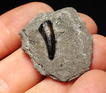 Load image into Gallery viewer, Jurassic ichthyosaur tooth from Lyme Regis (16mm)
