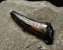 Load image into Gallery viewer, Jurassic ichthyosaur tooth from Lyme Regis (16mm)
