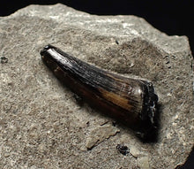 Load image into Gallery viewer, Jurassic ichthyosaur tooth from Lyme Regis (16mm)

