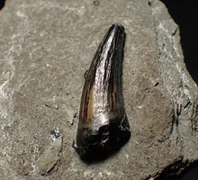 Load image into Gallery viewer, Jurassic ichthyosaur tooth from Lyme Regis (16mm)

