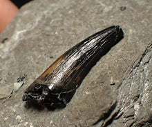 Load image into Gallery viewer, Jurassic ichthyosaur tooth from Lyme Regis (16mm)
