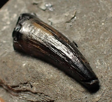 Load image into Gallery viewer, Jurassic ichthyosaur tooth from Lyme Regis (16mm)
