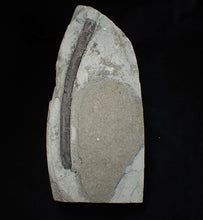 Load image into Gallery viewer, Large Jurassic ichthyosaur rib from Lyme Regis
