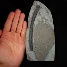 Load image into Gallery viewer, Large Jurassic ichthyosaur rib from Lyme Regis
