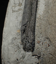Load image into Gallery viewer, Large Jurassic ichthyosaur rib from Lyme Regis
