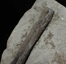 Load image into Gallery viewer, Large Jurassic ichthyosaur rib from Lyme Regis
