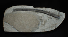 Load image into Gallery viewer, Large Jurassic ichthyosaur rib from Lyme Regis

