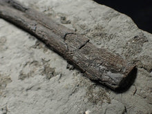 Load image into Gallery viewer, Large Jurassic ichthyosaur rib from Lyme Regis
