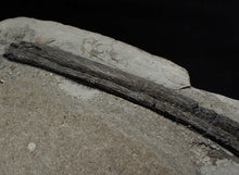 Load image into Gallery viewer, Large Jurassic ichthyosaur rib from Lyme Regis
