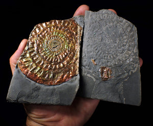 Stunning multi-coloured iridescent split Caloceras display ammonite
